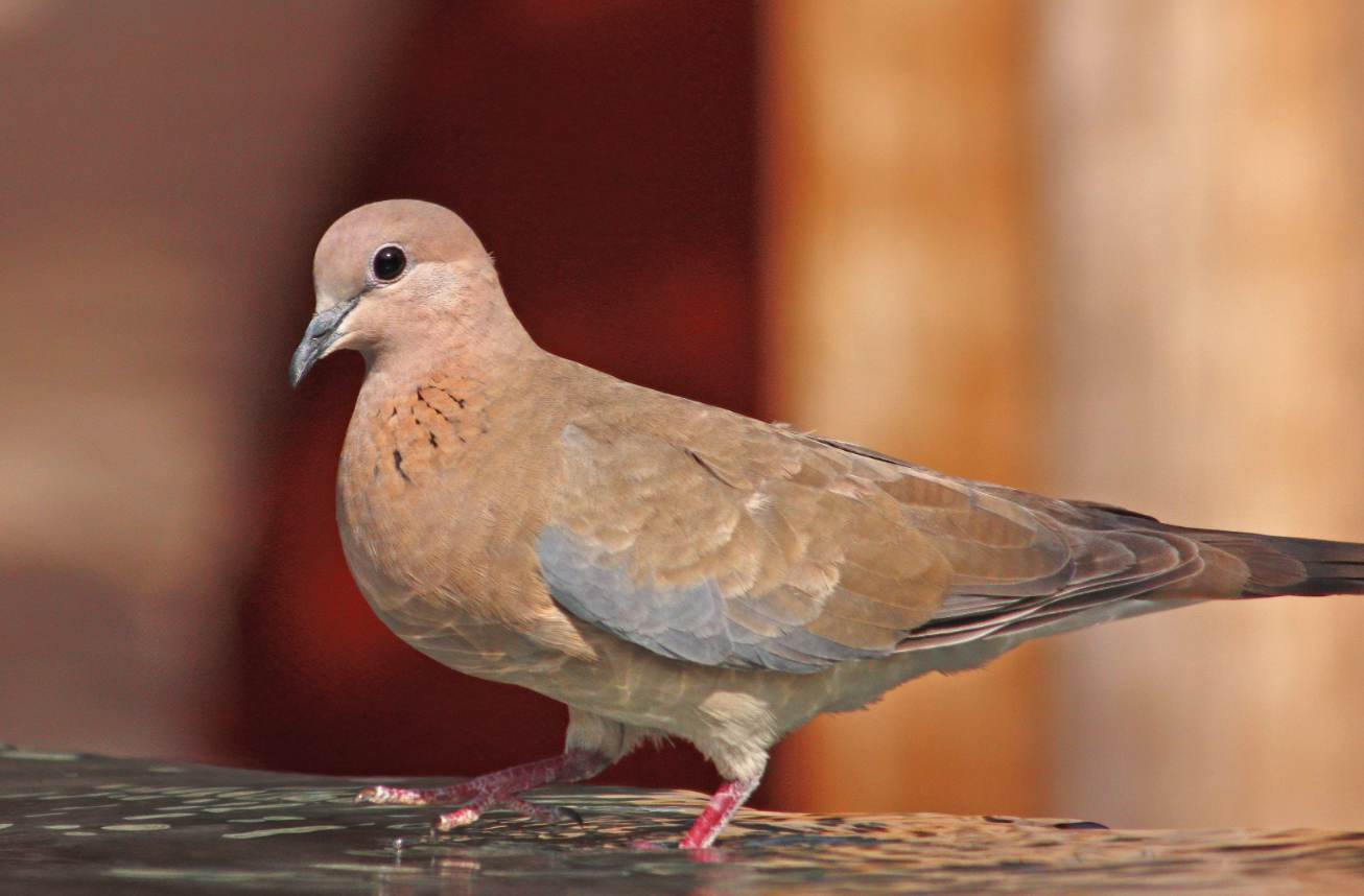 The Dove Peace and Calmness