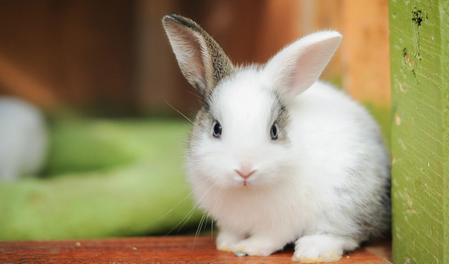 The Rabbit: Gentleness and Compassion