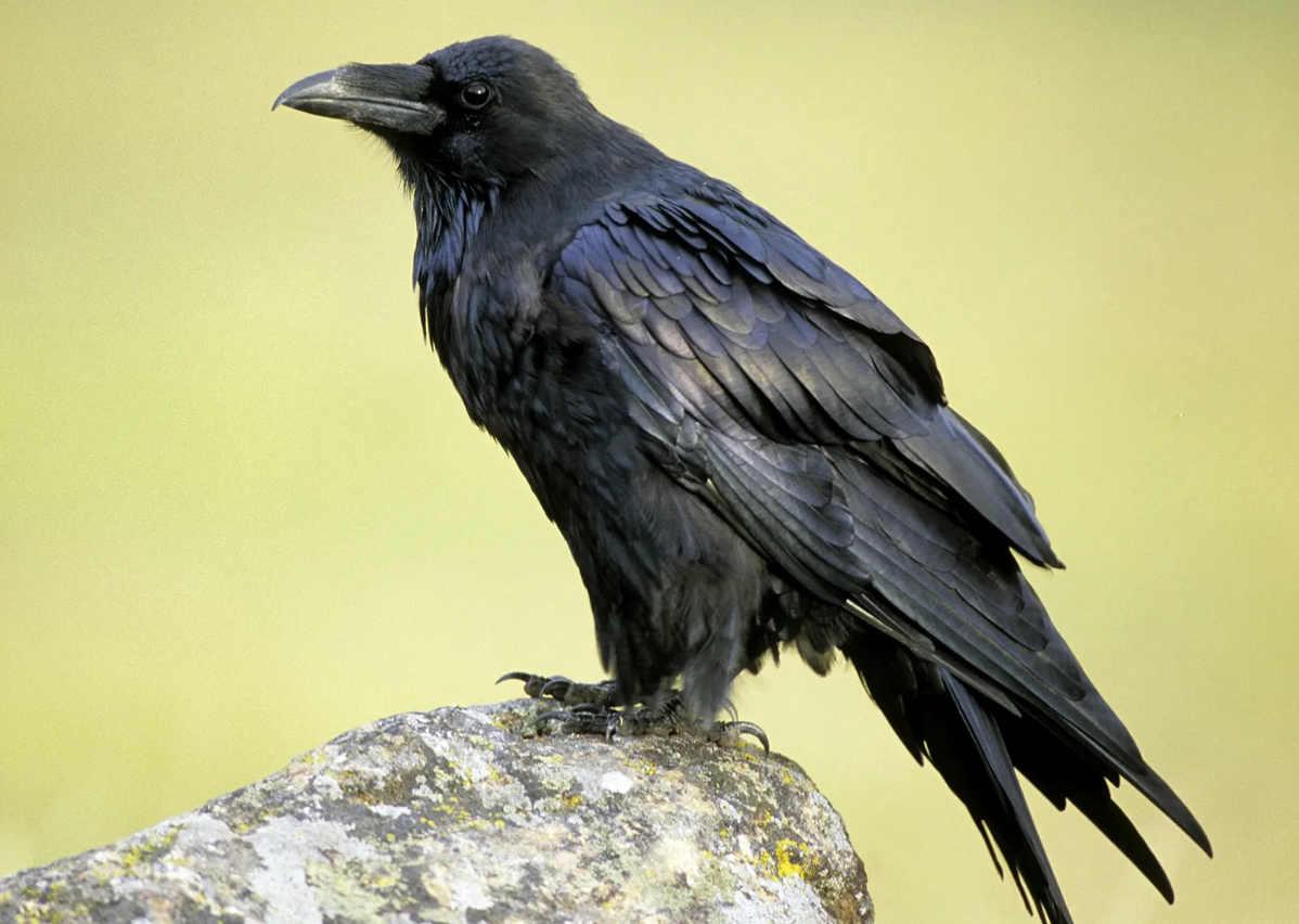 The Raven Intelligence and Craft