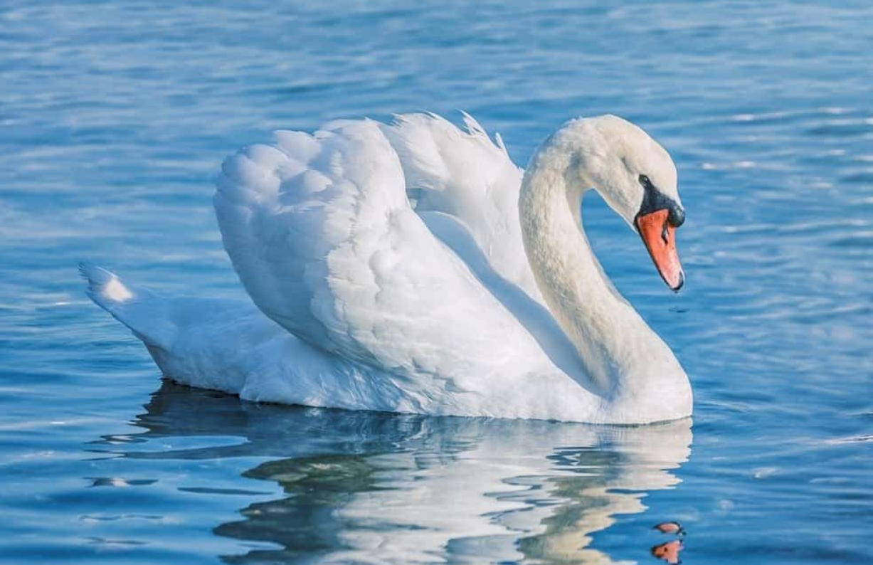 The Swan Grace and Harmony